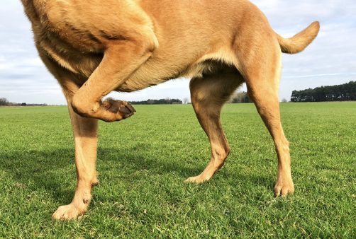 Hund som lyfter en framtass