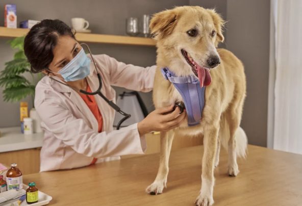 Hund på undersökningsbordet hos veterinären