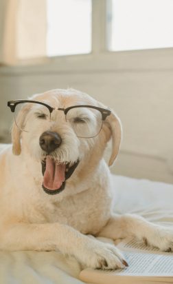 Hund med glasögon som gäspar