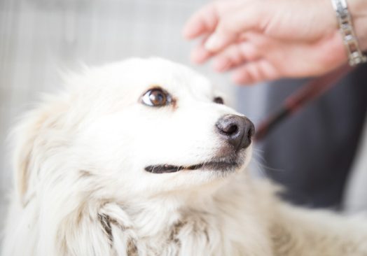 Vit hund som tittar snett på en hand
