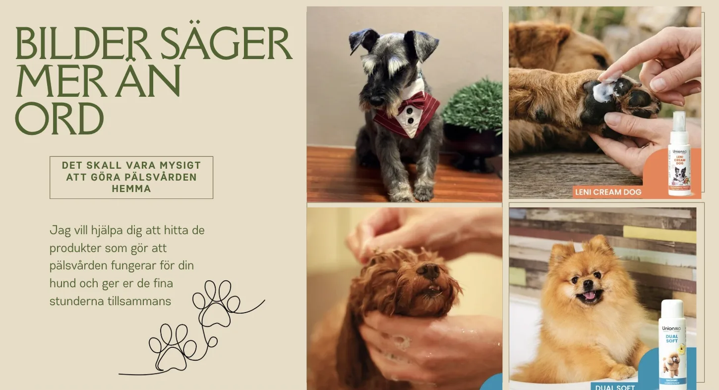 Pälsrytmen: så ofta behöver din hund trimmas – och så sköter du pälsen hemma