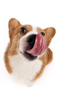 Corgi som slickar sig om nosen