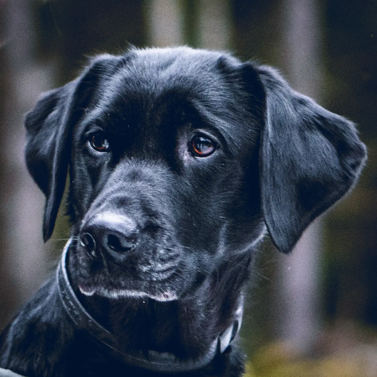 Omslagsbild för kursen Trygg när det smäller – hjälpa din hund en lugnare nyår