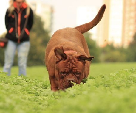 Dogue de Bordeaux som nosar i gräset