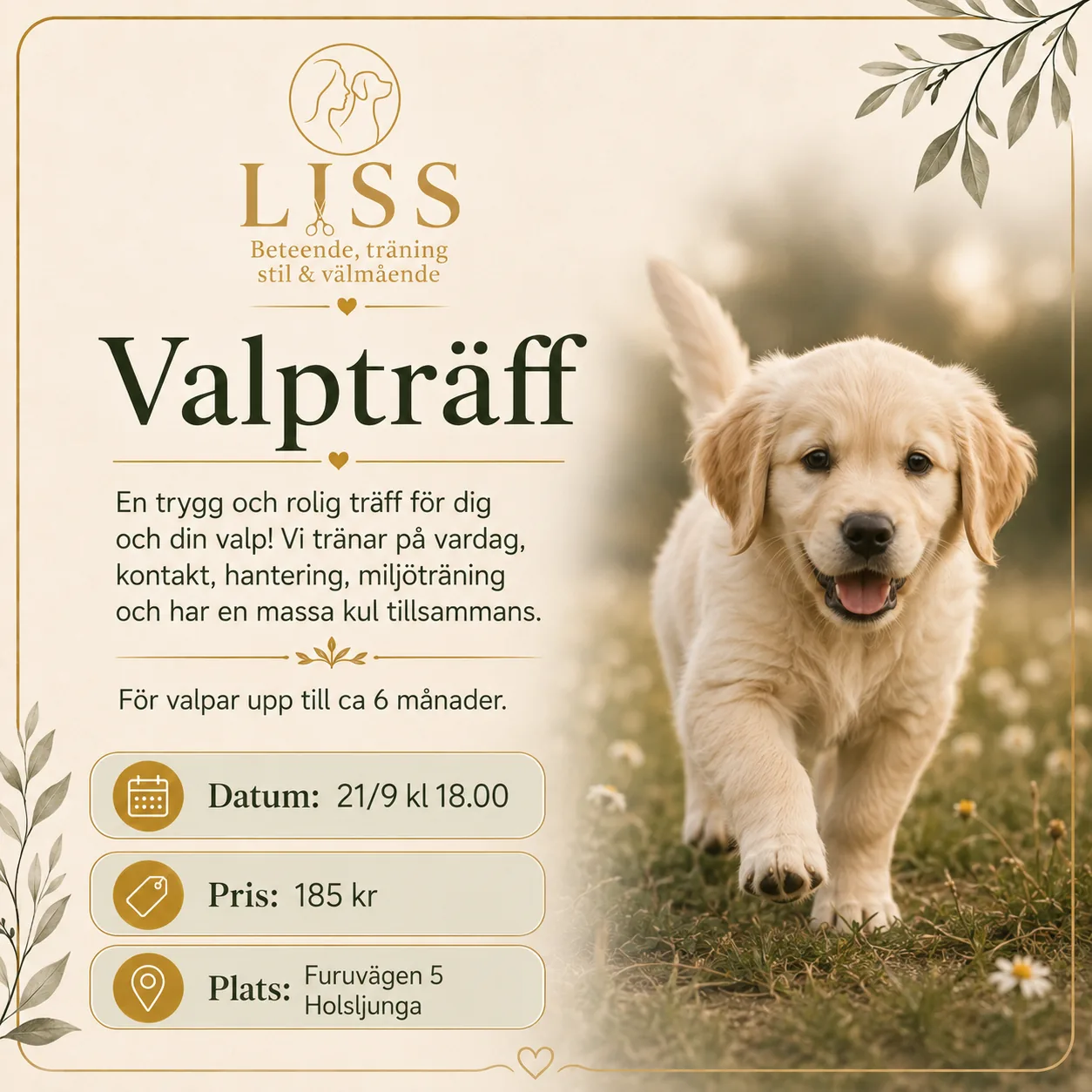 Omslagsbild för kursen Valpträff – lek och social träning