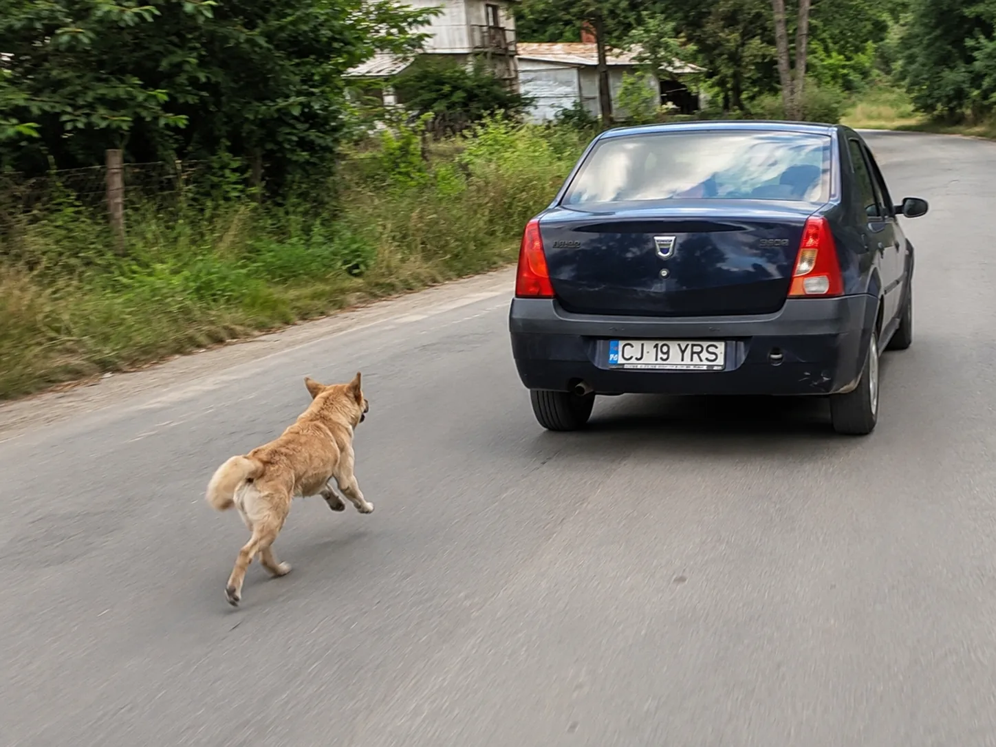 När hunden jagar – att förstå och arbeta med jaktbeteendet