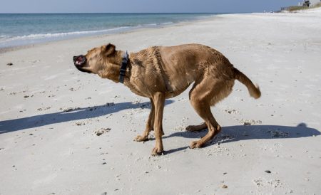 Hund som skakar sig på en strand