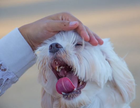 Liten vit hund som klappas på huvudet